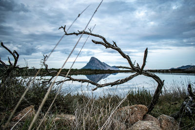 Plants growing on land against sky
