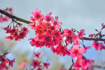 Close-up of pink cherry blossoms