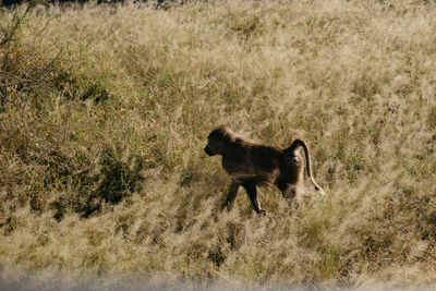 Lioness running on field