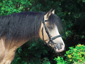 Close-up of horse standing against trees