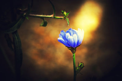 Close-up of flower blooming against sky during sunset