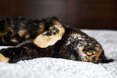 Close up portrait of young tortoiseshell cat lying on the gray blancket in the bedroom. 