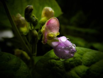 Close-up of purple flowers