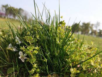 Close-up of plants growing on field