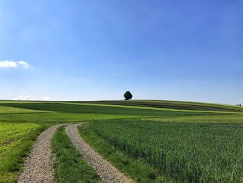 Scenic view of agricultural field against sky