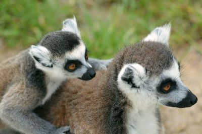 Lemurs mating in forest