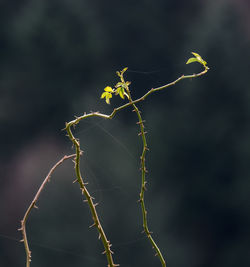 Close-up of plant