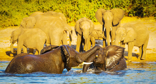 Elephants drinking water