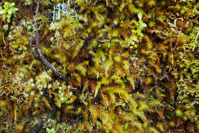 Full frame shot of green plants