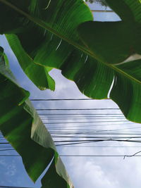 Low angle view of leaf on tree against sky