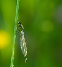 Close-up of damselfly on leaf