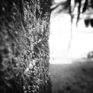 Close-up of tree trunk