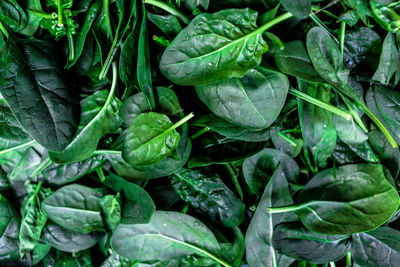 Full frame shot of spinach leaves