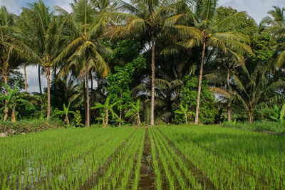 Scenic view of palm trees in farm