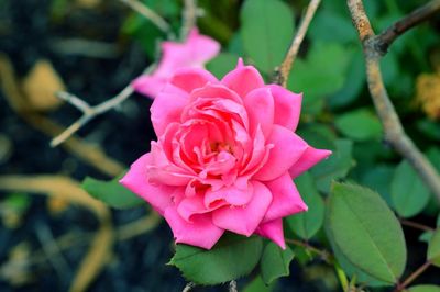 Close-up of pink rose blooming outdoors