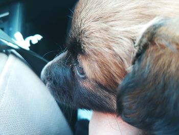 Close-up of a dog