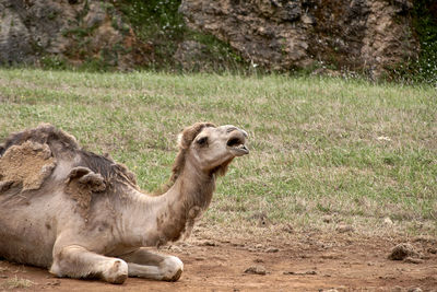 Camels on field