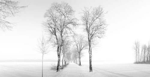 Bare tree on snow covered landscape against clear sky