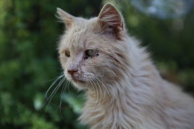 Close-up of a cat looking away