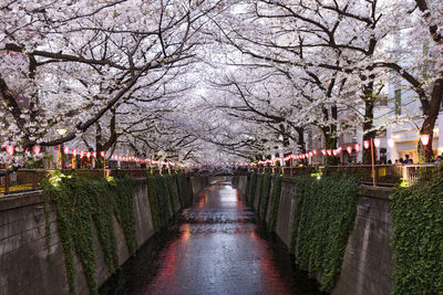 View of cherry blossom along trees in park