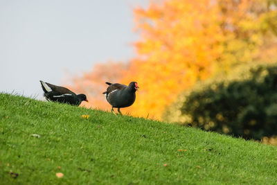 Bird perching on field against sky