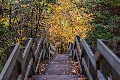 High angle view of stairway amidst trees