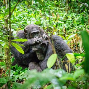 Monkeys in a forest