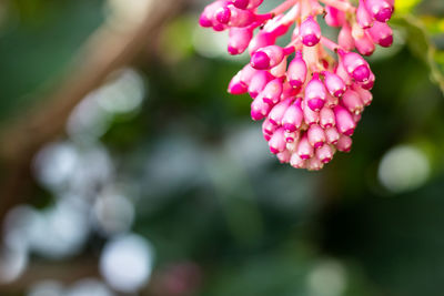 Close-up of pink flowers