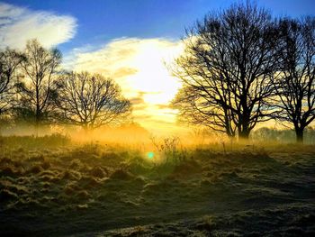 Bare trees on field during sunset