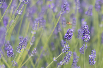 Close-up of purple flowers