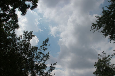 Low angle view of tree against sky