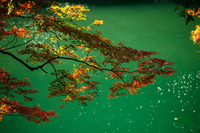 Low angle view of autumn trees