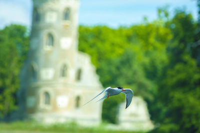 Bird flying against the sky