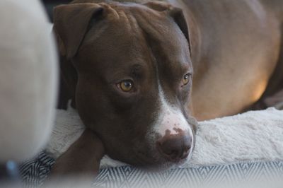 Close-up portrait of dog lying on bed