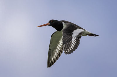 Low angle view of bird flying in sky