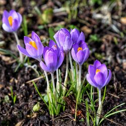 Close-up of purple crocus flowers on field