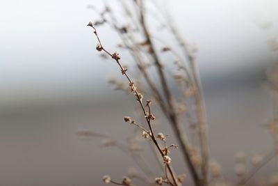 Close-up of wilted plant