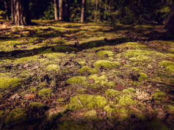 Close-up of tree trunk in forest