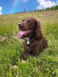 Dog lying on grass