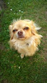 Portrait of dog on grass