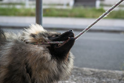 Portrait of male wolfspitz breed dog biting leash