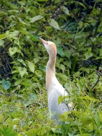 White bird perching on a plant
