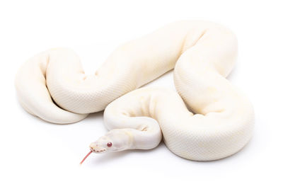 High angle view of white birds