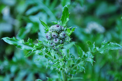 Close-up of purple flowering plant