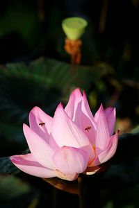 Close-up of pink flower