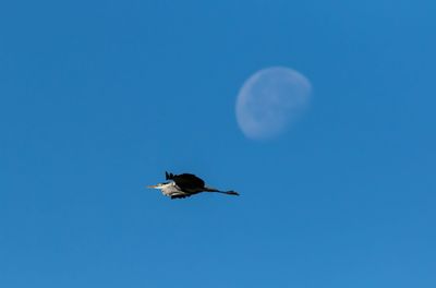 Low angle view of bird flying in sky