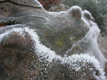 Close-up of frozen water on land