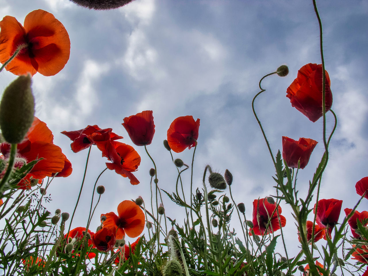 LOW ANGLE VIEW OF RED POPPY FLOWERS AGAINST SKY