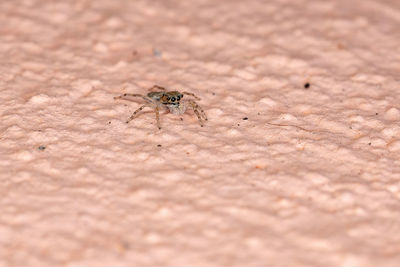 Close-up of spider