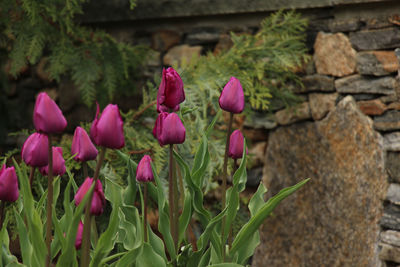 Close-up of pink flower